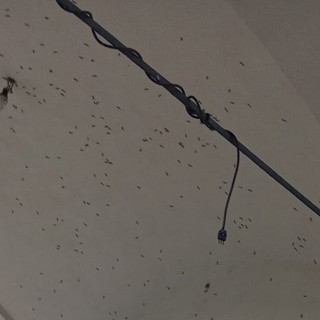 L'insetto sul muro della chiesetta di Madonna in Campagna a Sacconago