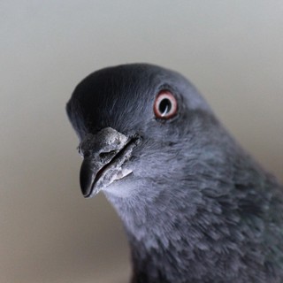 Palazzo Gilardoni mette in fuga i volatili