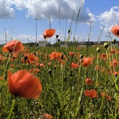 “Lùi, a tera l'à bùi” - “Luglio, la terra bolle”