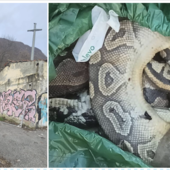 A sinistra: il luogo dopo l'intervento di pulizia. A destra: la carcassa di uno dei pitoni