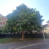 Da cinque anni la paulownia svetta nel ricordo delle vittime dei bombardamenti atomici