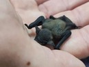 Un piccolo pipistrello salvato dai passanti e curato da Enpa