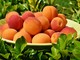 Il Varesotto saluta un agosto “bollente”. Coldiretti: «Consumi di frutta e verdura cresciuti del 20%»