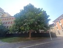 Da cinque anni la paulownia svetta nel ricordo delle vittime dei bombardamenti atomici Da cinque anni la paulownia svetta nel ricordo delle vittime dei bombardamenti atomici