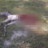 Macugnaga, puledro sbranato a pochi passi dal centro abitato di Borca: torna l'allerta lupi