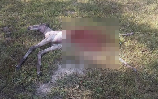 Macugnaga, puledro sbranato a pochi passi dal centro abitato di Borca: torna l'allerta lupi
