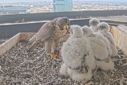 “Tusa”, “Bagaj”, “Baloss” e “Ninin”: migliaia di voti per i nuovi nomi dei falchetti lombardi