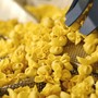 Scoiattolo, orgoglio e gusto varesini a Marca 2026. Quella pasta fresca del territorio leader nel private label in fiera a Bologna