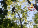 La donna intrappolata a 20 metri d'altezza su un albero (foto vigili del fuoco di Como) La donna intrappolata a 20 metri d'altezza su un albero (foto vigili del fuoco di Como)