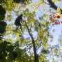 La donna intrappolata a 20 metri d'altezza su un albero (foto vigili del fuoco di Como)