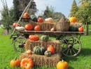 EVENTI DEL WEEKEND.  Zucche, funghi, castagne: è proprio autunno. Ma (s)corrono anche birra e balle di fieno
