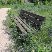VIDEO e FOTO. Vicolo Landriani, biodiversità o abbandono? Gli alberi morti, le api al lavoro, i fiori a due passi dal centro