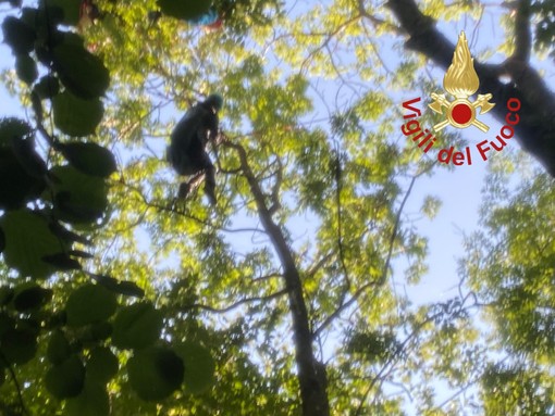 La donna intrappolata a 20 metri d'altezza su un albero (foto vigili del fuoco di Como)
