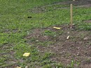 A Marnate i vandali distruggono le piantine dei bimbi del San Luigi