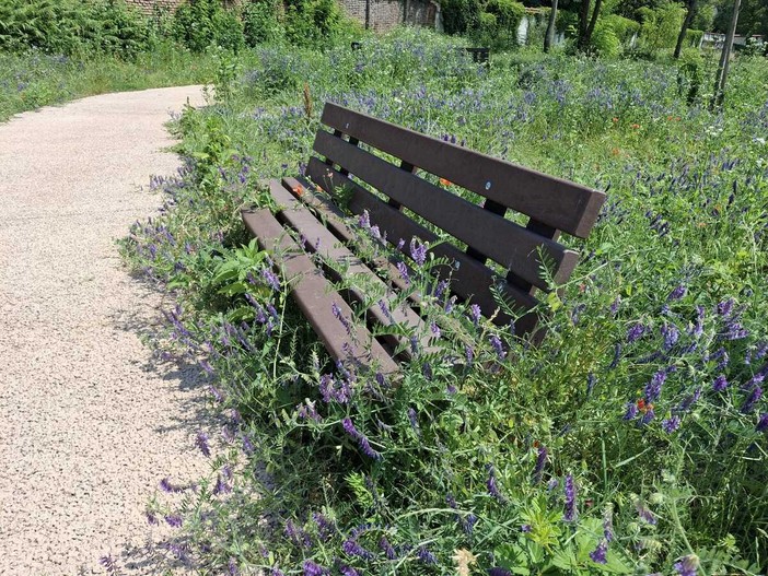 VIDEO e FOTO. Vicolo Landriani, biodiversità o abbandono? Gli alberi morti, le api al lavoro, i fiori a due passi dal centro VIDEO e FOTO. Vicolo Landriani, biodiversità o abbandono? Gli alberi morti, le api al lavoro, i fiori a due passi dal centro