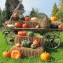 EVENTI DEL WEEKEND.  Zucche, funghi, castagne: è proprio autunno. Ma (s)corrono anche birra e balle di fieno