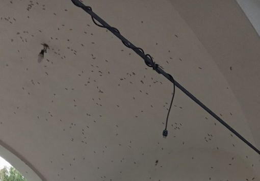 L'insetto sul muro della chiesetta di Madonna in Campagna a Sacconago