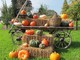 EVENTI DEL WEEKEND.  Zucche, funghi, castagne: è proprio autunno. Ma (s)corrono anche birra e balle di fieno