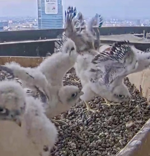 La ginnastica dei figli di Giò e Giulia