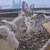 La ginnastica dei figli di Giò e Giulia