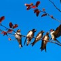 Legnano, accordo tra Comune e Lipu per proteggere le specie di uccelli urbani