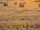 “Austu: ul su al vò'n dul buscu” - “Agosto: il sole va nel bosco”