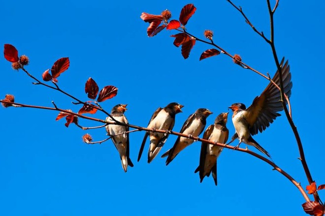 Legnano, accordo tra Comune e Lipu per proteggere le specie di uccelli urbani