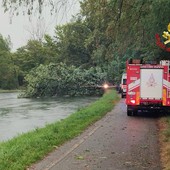 Donna schiacciata dall'albero, chiusa la strada