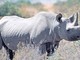 Il rinoceronte bianco è a forte rischio estinzione (foto da internet)