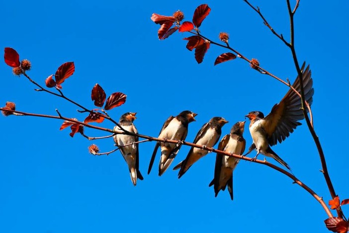 Legnano, accordo tra Comune e Lipu per proteggere le specie di uccelli urbani