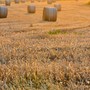 “Austu: ul su al vò'n dul buscu” - “Agosto: il sole va nel bosco”