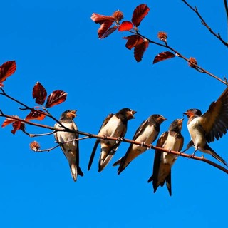 Legnano, accordo tra Comune e Lipu per proteggere le specie di uccelli urbani