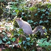 Lungo l'Olona in primavera: ogni giorno aggiunge qualcosa Lungo l'Olona in primavera: ogni giorno aggiunge qualcosa