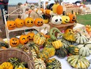 TUTTE LE LE FOTO. Zucca superstar in Valle