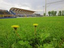 Lucchese no, Triestina per un pelo e così Spal: ora l'esame degli atti, ma la Pro Patria ha un piede in serie C Lucchese no, Triestina per un pelo e così Spal: ora l'esame degli atti, ma la Pro Patria ha un piede in serie C