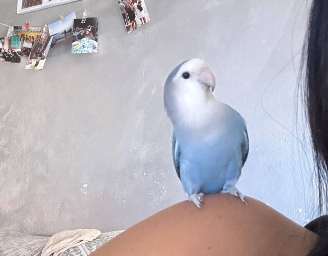 «Spriz è volato via: aiutatemi a ritrovarlo» «Spriz è volato via: aiutatemi a ritrovarlo»