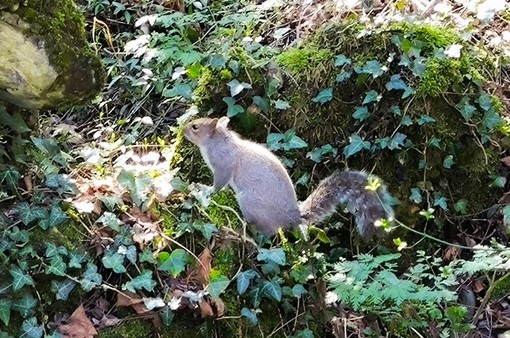 Lungo l'Olona in primavera: ogni giorno aggiunge qualcosa Lungo l'Olona in primavera: ogni giorno aggiunge qualcosa