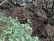 Ritrovati illesi due cercatori di funghi dispersi in val Vigezzo Ritrovati illesi due cercatori di funghi dispersi in val Vigezzo