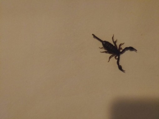 Lo scorpione trovato in casa a Saronno (foto da ilSaronno.it)