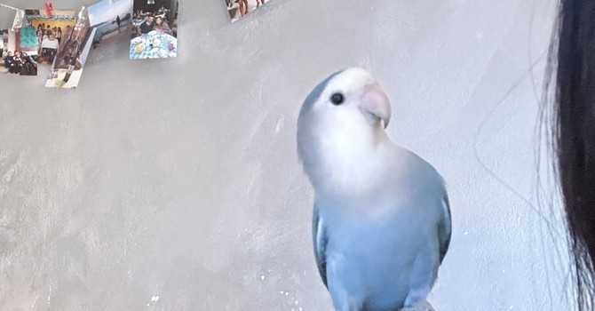 «Spriz è volato via: aiutatemi a ritrovarlo»