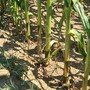 Siccità, l'allarme di Coldiretti Varese: «Mais, perdite fino al 60%. Criticità anche per il fieno» Siccità, l'allarme di Coldiretti Varese: «Mais, perdite fino al 60%. Criticità anche per il fieno»