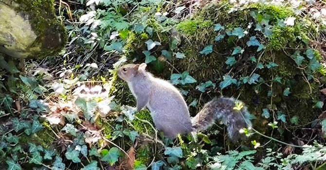 Lungo l'Olona in primavera: ogni giorno aggiunge qualcosa Lungo l'Olona in primavera: ogni giorno aggiunge qualcosa