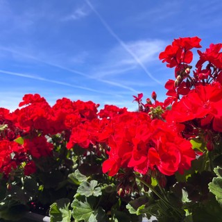 Una splendida domenica di caldo senz'afa, che tornerà a farsi sentire da domani. Settimana con punte di 34 gradi