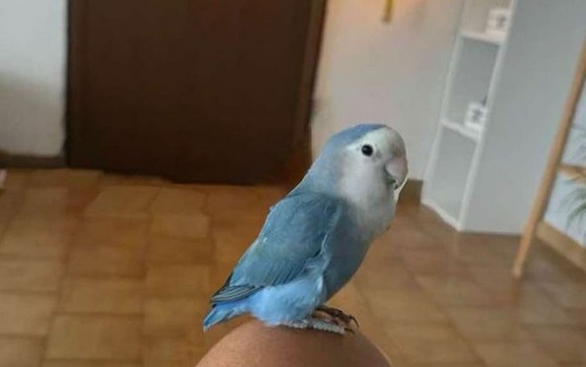 Busto, niente lieto fine per la vicenda del pappagallino Spriz Busto, niente lieto fine per la vicenda del pappagallino Spriz