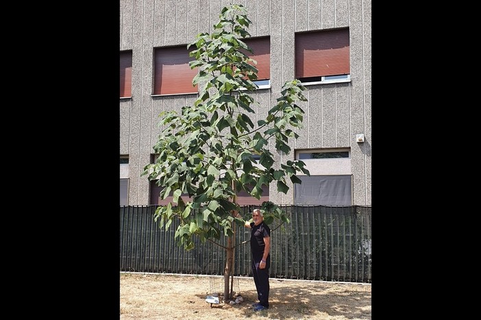 Tallarida con la paulownia piantata davanti al municipio di Busto. Sotto, l'Apecar del consigliere comunale