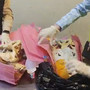 I teschi di coccodrillo sequestrati a Malpensa