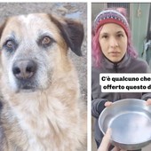 Il canile di Busto sfodera i suoi latin lover: lasciatevi conquistare