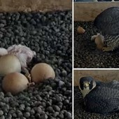 LA FOTO. Il primo pullo non si scorda mai: emozione di Pasquetta LA FOTO. Il primo pullo non si scorda mai: emozione di Pasquetta