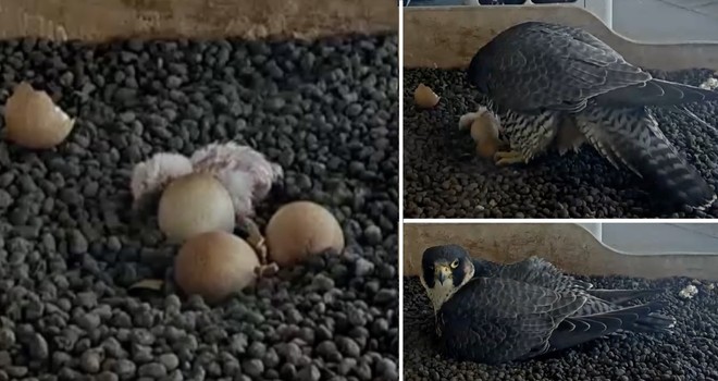 LA FOTO. Il primo pullo non si scorda mai: emozione di Pasquetta LA FOTO. Il primo pullo non si scorda mai: emozione di Pasquetta