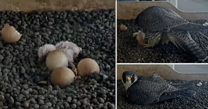 LA FOTO. Il primo pullo non si scorda mai: emozione di Pasquetta